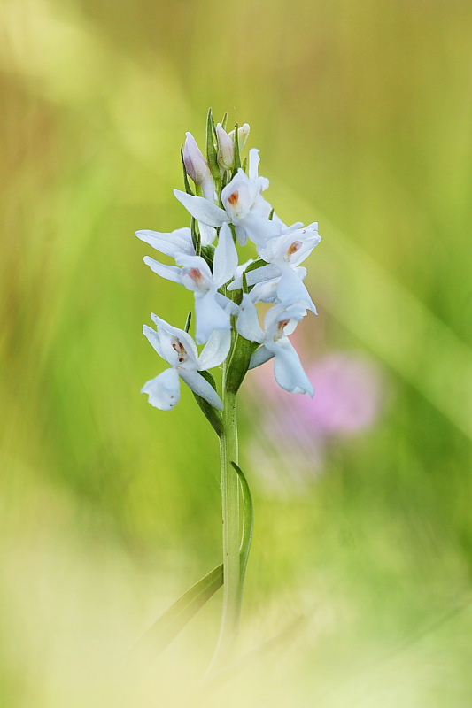 Dactylorhiza traunsteineri albina